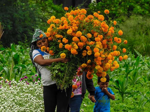 Gaceta :: Flor de cempasúchil: símbolo de tradiciones y conocimiento  ancestral