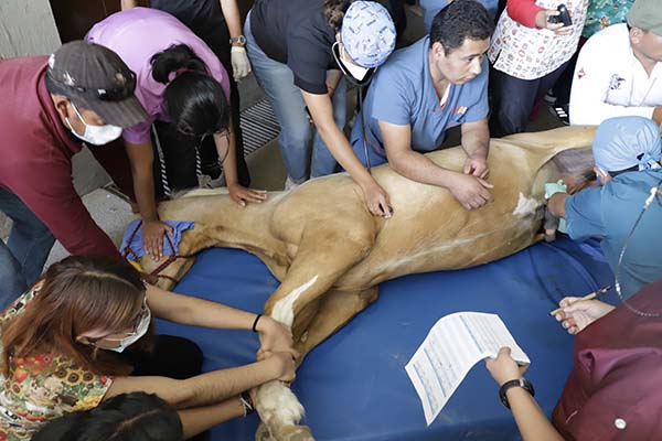 UAEH al cuidado de animales a través del Hospital Veterinario 3