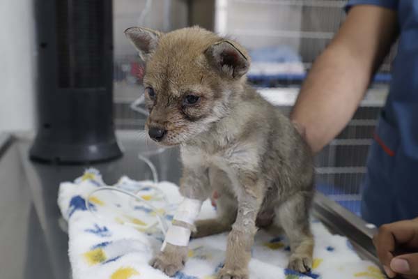 UAEH al cuidado de animales a través del Hospital Veterinario 5