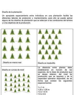Verde Navidad: el impacto forestal detrás de los árboles navideños 3