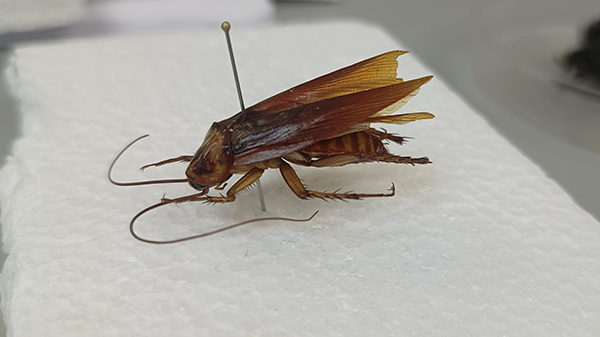 Cucarachas: uno de los organismos más adaptables del planeta 4