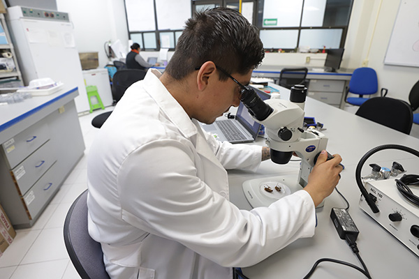 Cucarachas: uno de los organismos más adaptables del planeta 5