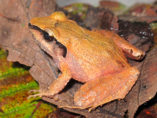 Entre dos mundos: anfibios y su importancia en el ecosistema 4-1