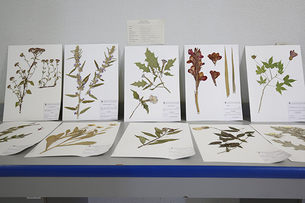 Herbarios, guardianes de la biodiversidad vegetal 7
