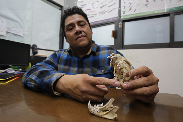 Mamíferos de Hidalgo y los retos de su conservación 2