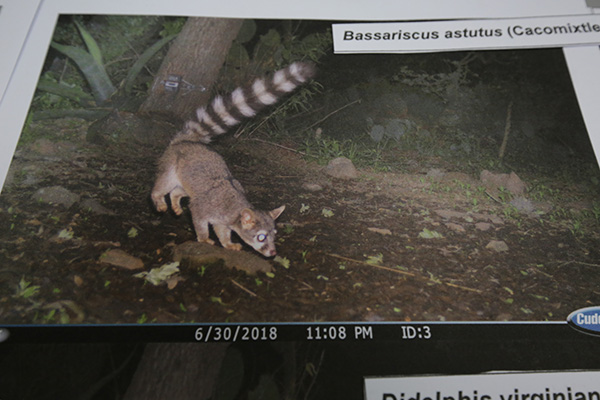 Mamíferos de Hidalgo y los retos de su conservación 3