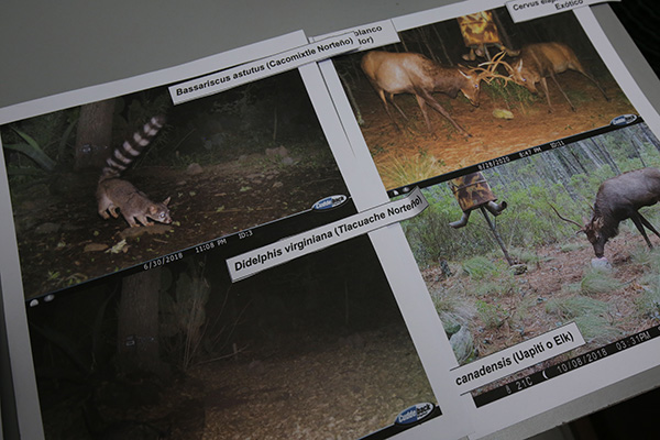 Mamíferos de Hidalgo y los retos de su conservación 5