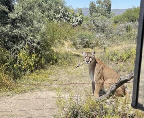 Mamíferos de Hidalgo y los retos de su conservación 7